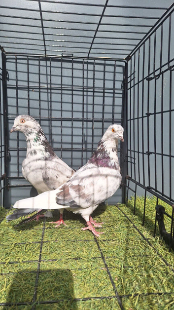 Tippler males