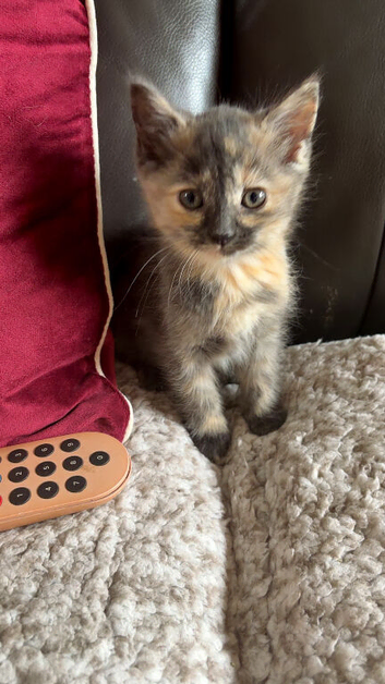 2 ragdoll Mix Kittens