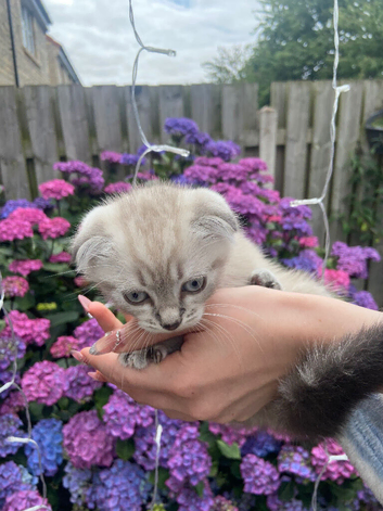 Scottish fold kitten