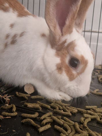 Ava the rabbit