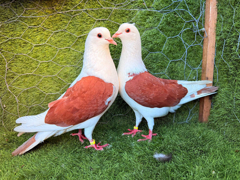 Beautiful Fancy Show Pigeons - Healthy Breeding Pairs
