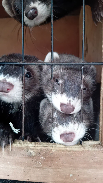 Ferrets for sale