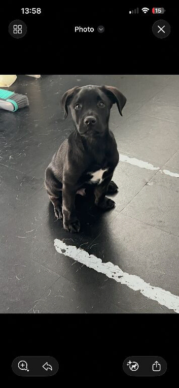 Stunning black Labrador x kelpie male pup with white chest