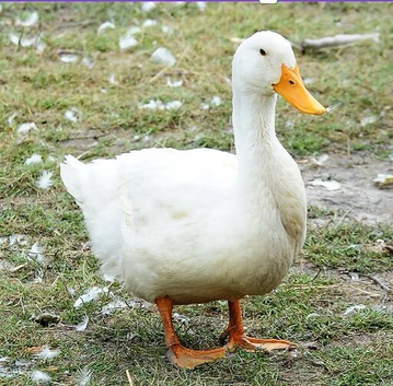 Cherry vally ducks and one goose