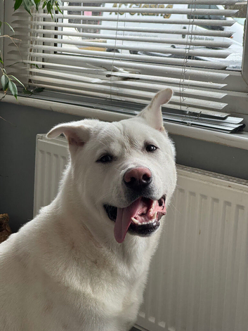 akita puppy