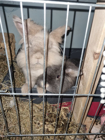 2 rabbits