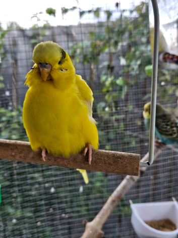 Pet Budgies