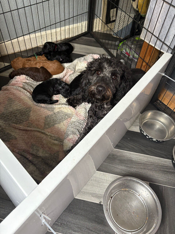 gorgeous curly cockapoo puppies