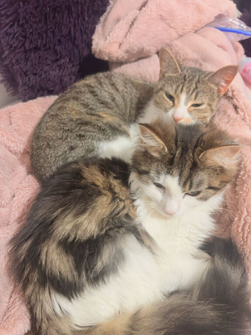 Female and male cats for sale