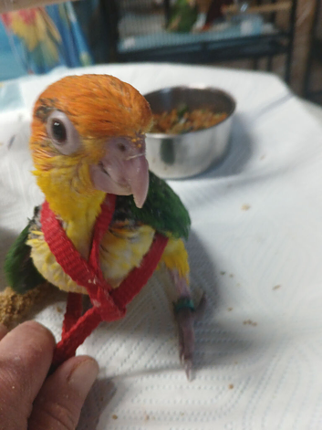 Hand-reared yellow thighed caiques
