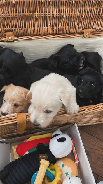 Scottish Terrier Puppies for Sale