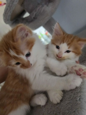 Lovely ginger and white kitten