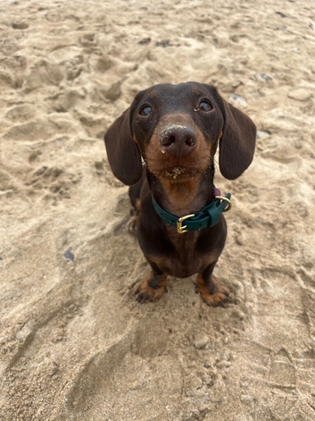 1 year old dashchund
