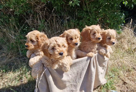 Cuddly Cavapoos