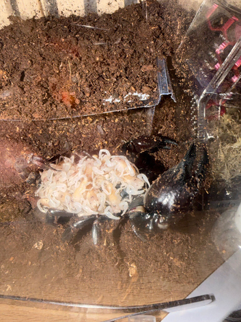 Asian forrest scorpion babys