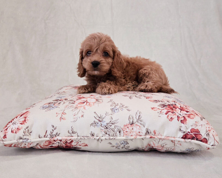 Toy Teddy Bear Cockapoo Puppies