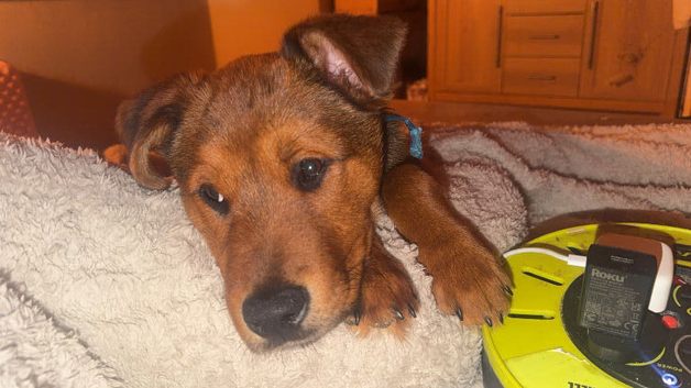 Rottweiler cross puppy needed rehoming