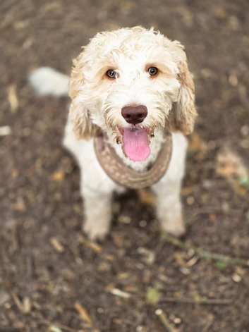 Beautiful f1 cockapoo