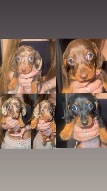 5 stunning KC registered miniature dachshunds ready to go to forever homes