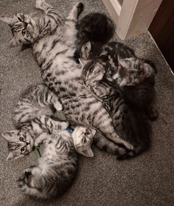 British short hair kittens * 1 boy left*
