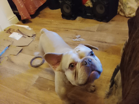 French bulldog! 2yrs old. Pedigree,but no papers. Looking to use as stud dog. Excellent health fitness. breathing. Beautiful male dog