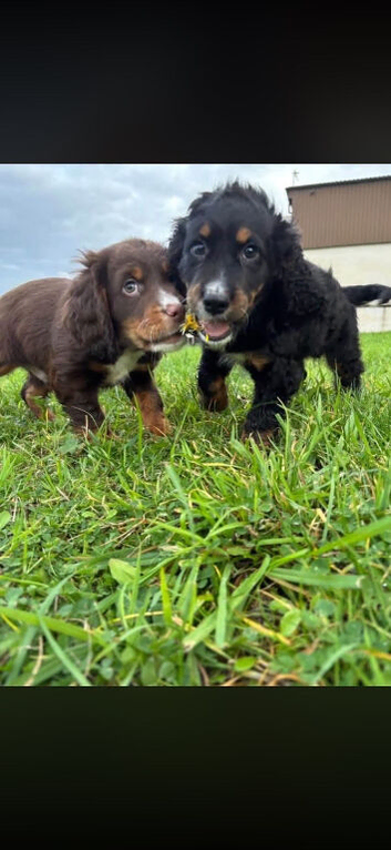 2 lovely male cocker spaniels