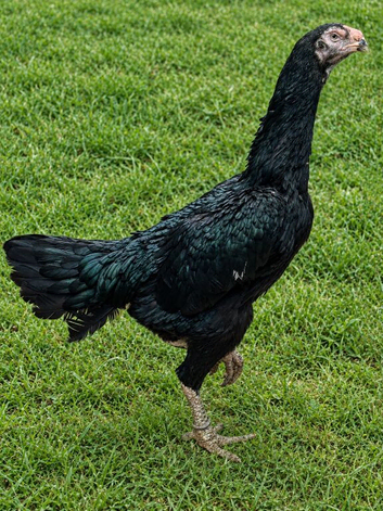 Shamo hen