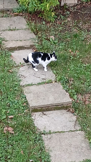 Male nurtured spotty cat