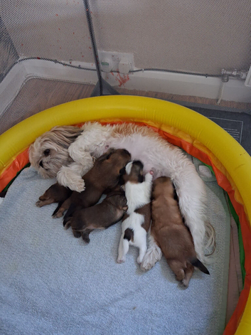 Shihtzu puppies