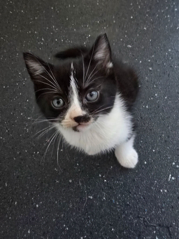 3 MOGGIE KITTENS- 8 WEEKS OLD TODAY!