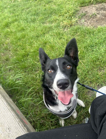 Border collie x staffie