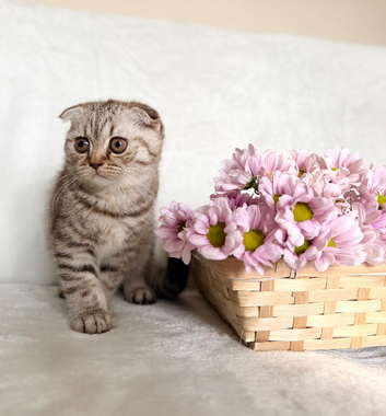 Scottish fold kittens