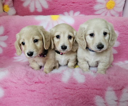 Beautiful cream long haired mini dachshunds