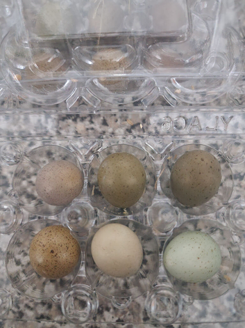 Quail eggs