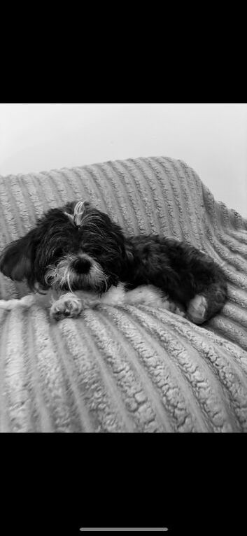 Imperial shih tzu