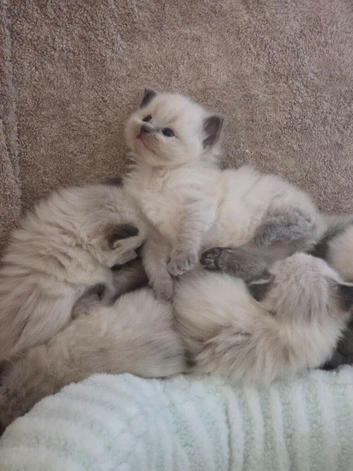 Ragdoll kittens