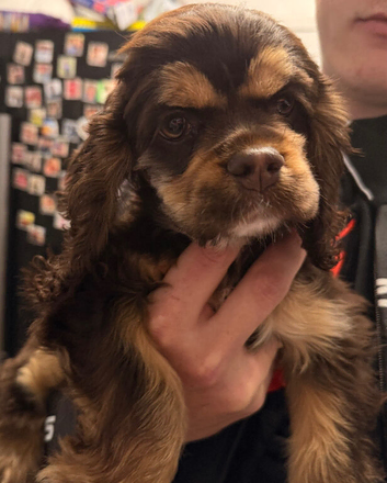 Chocolate & tan  kc reg girl puppy