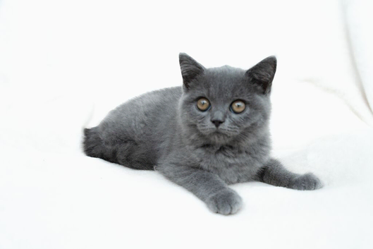 Blue British shorthair Kittens brother & Sister