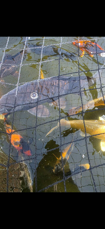 Mirror carp