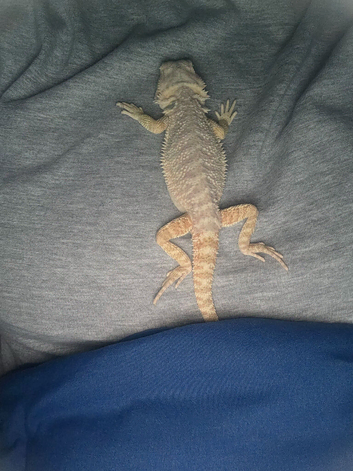 Male Bearded Dragon