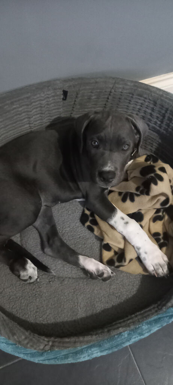 Blue female 11 week old cane corso