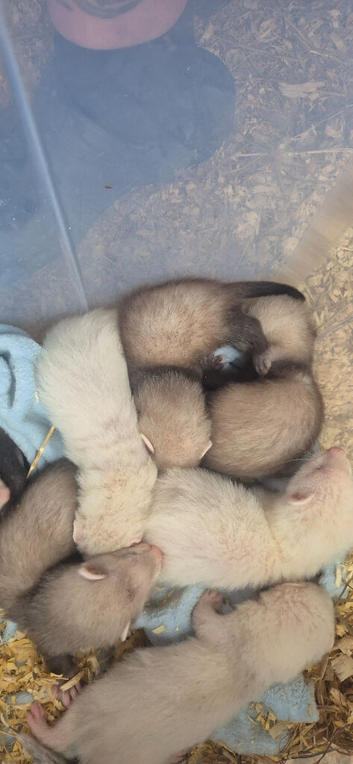 Ferret kits ....