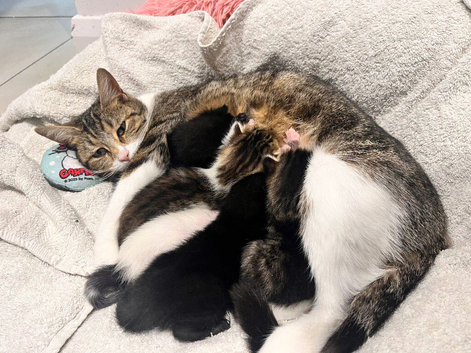 5 Gorgeous Mixed Breed Kittens &ndash; Ready First Week of August