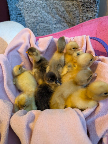Beautiful hatch of Ducklings