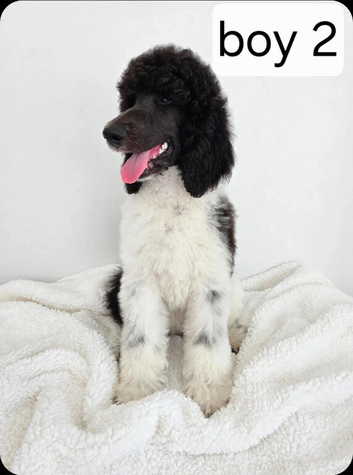 READY NOW Beautiful kc standard poodle puppies