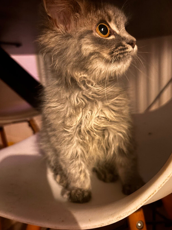 Fluffy boy kitten