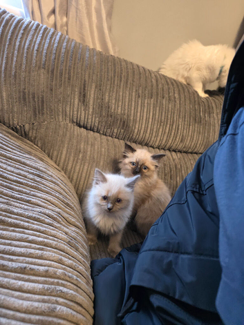2 female ragdoll kittens