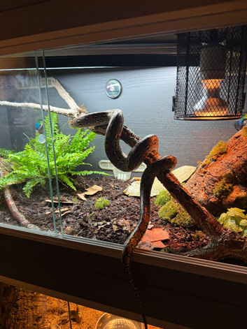 Aztec Reticulated Python