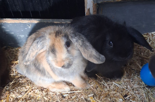 Mini lop x lion head