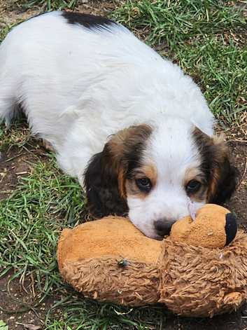 F2 Sprocker Pups from Licenced Breeder